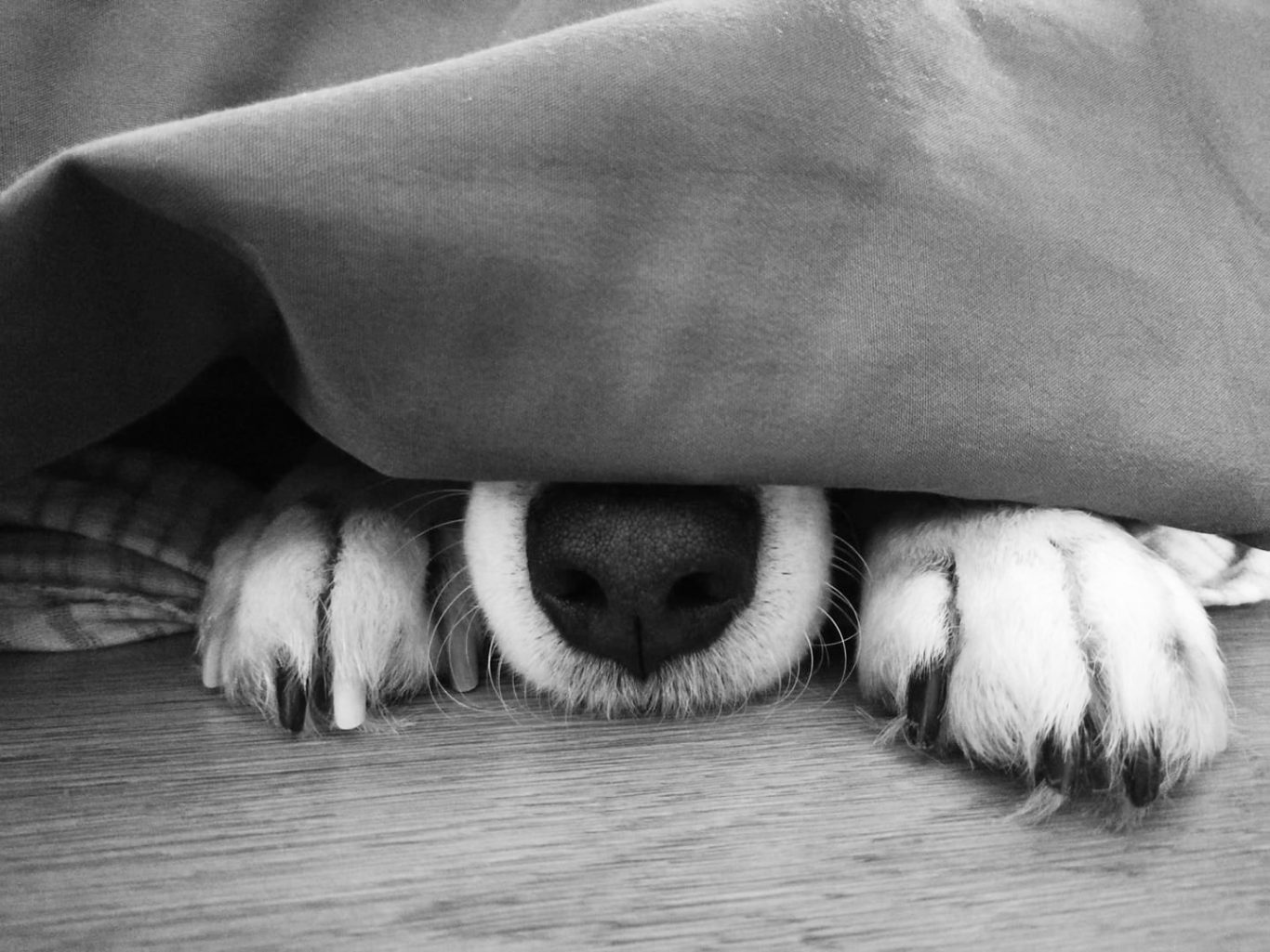 versteckter Hund Ein Hund liegt unter einer Decke, nur seine Schnauze und Pfoten sind sichtbar.